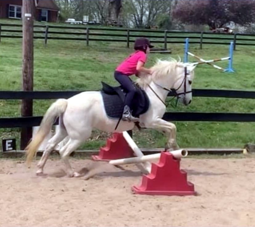 Equestrian Training - Riding/Jumping